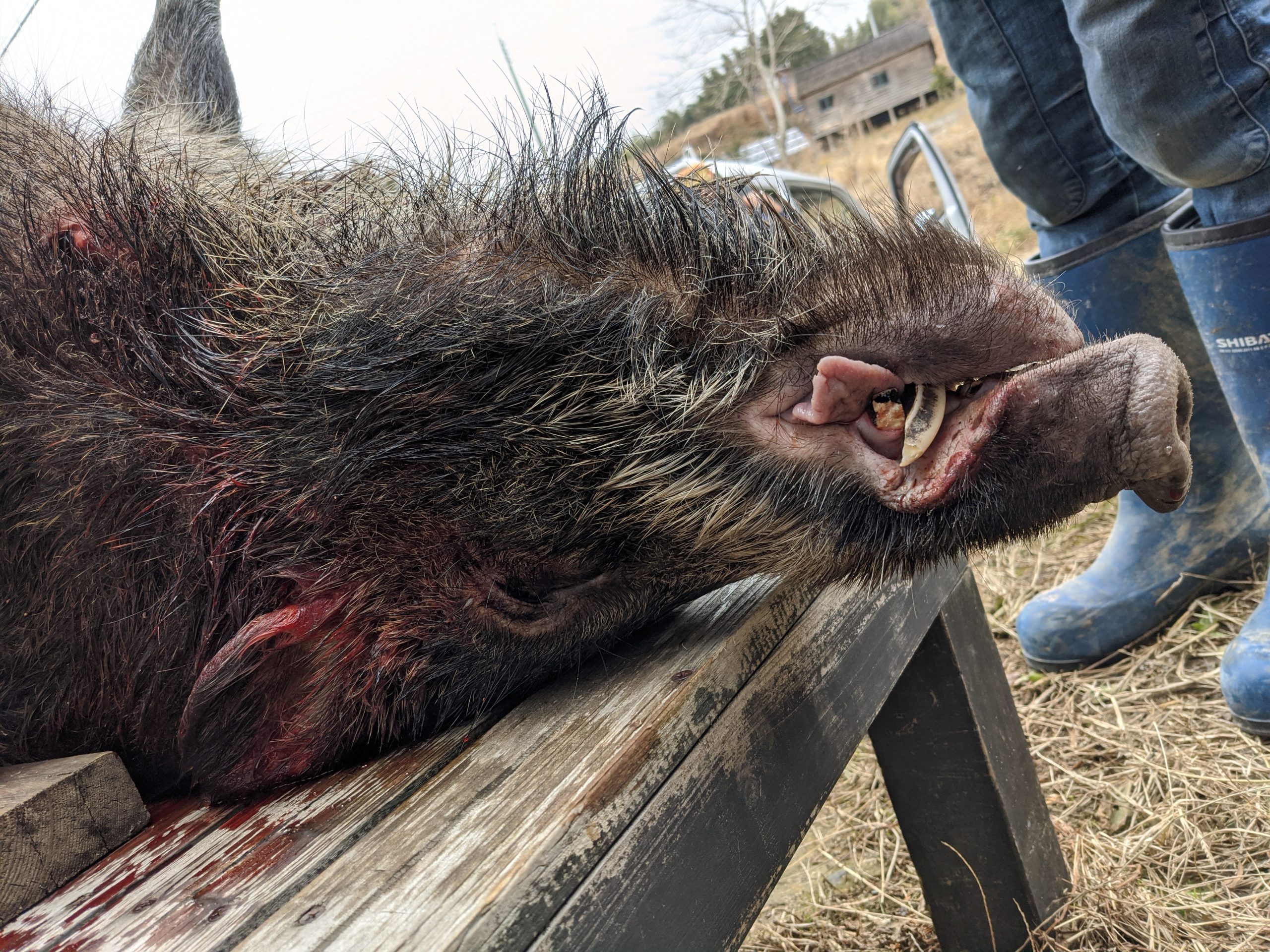 シリーズ イノシシ 第3回 捕獲されたイノシシの半数以上が 廃棄物 ごみに 楠クリーン村 シリーズ イノシシ 第3回 捕獲されたイノシシの半数以上が 廃棄物 ごみに 楠クリーン村